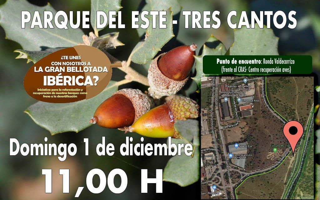 La gran bellotada ibérica: Parque del Este de Tres Cantos