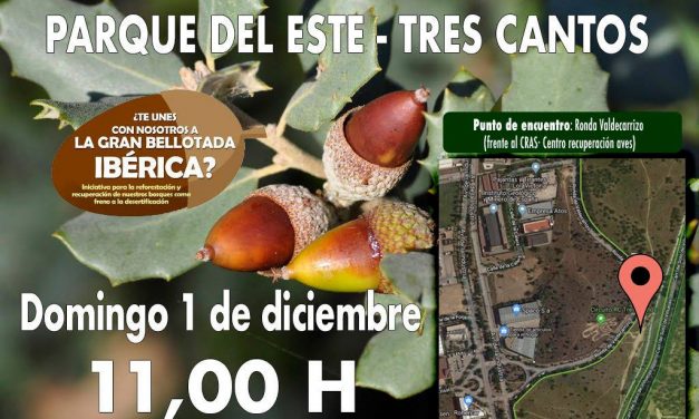La gran bellotada ibérica: Parque del Este de Tres Cantos